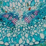 AmScope MU140-CCD 1.4MP USB2.0 Color CCD C-mount Microscope Camera with Reduction Lens - Image 5