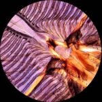 AmScope PS100E 100pc Prepared Glass Microscope Slides in Wood Case with Plant/Botany, Bacteria and Fungus Specimens - SET E - Image 4