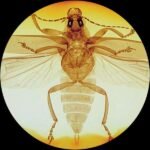 AmScope PS100E 100pc Prepared Glass Microscope Slides in Wood Case with Plant/Botany, Bacteria and Fungus Specimens - SET E - Image 5