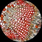 AmScope PS100E-72P100S22-50PP 100 Biology Prepared Microscope Slides - SET E, Blank Slide Coverslip Set and Pipettes - Image 3