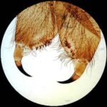 AmScope PS100A 100pc Prepared Glass Microscope Slides in Wood Case with Mammal, Bird, Insect, Amphibian and Plant Specimens - SET A - Image 5